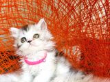 British Longhair Dişi Yavru