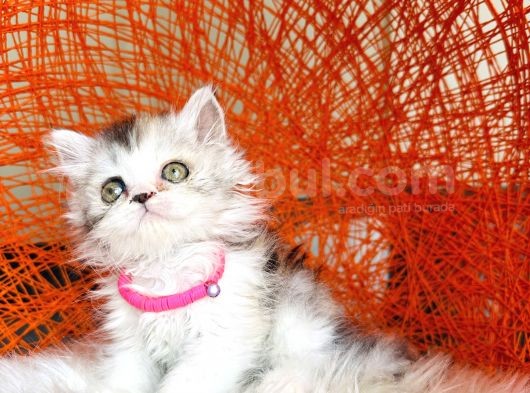 British Longhair Dişi Yavru