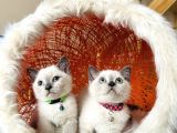 British Shorthair Bluepoint Yavrular