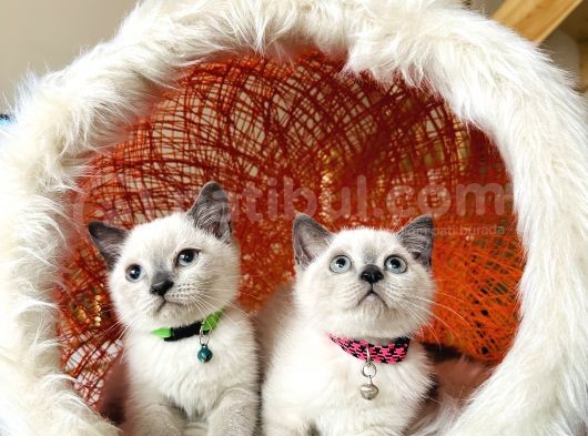British Shorthair Bluepoint Yavrular
