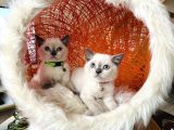 British Shorthair Bluepoint Yavrular