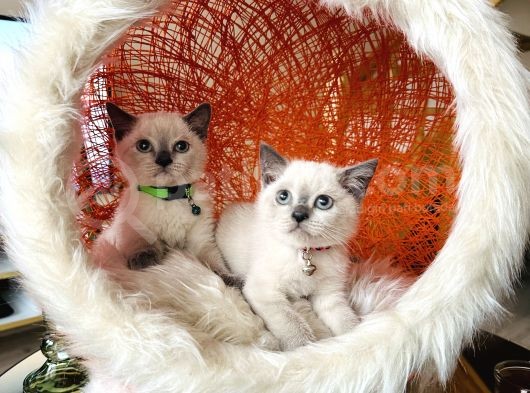 British Shorthair Bluepoint Yavrular görsel