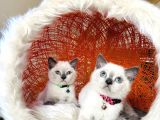British Shorthair Bluepoint Yavrular