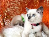 British Shorthair Bluepoint Yavrular