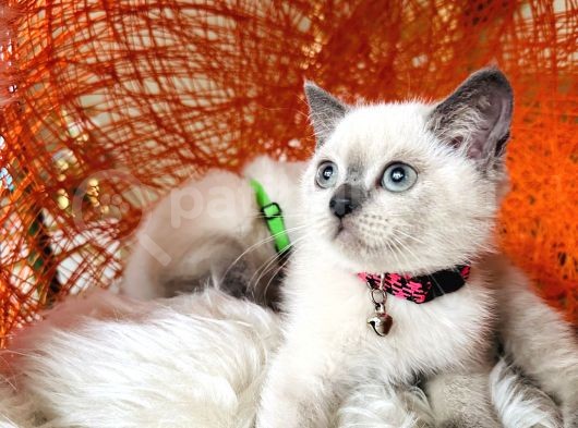 British Shorthair Bluepoint Yavrular görsel