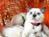 British Shorthair Bluepoint Yavrular