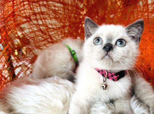 British Shorthair Bluepoint Yavrular görsel