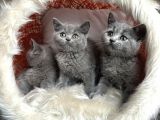 British Shorthair Yavrular