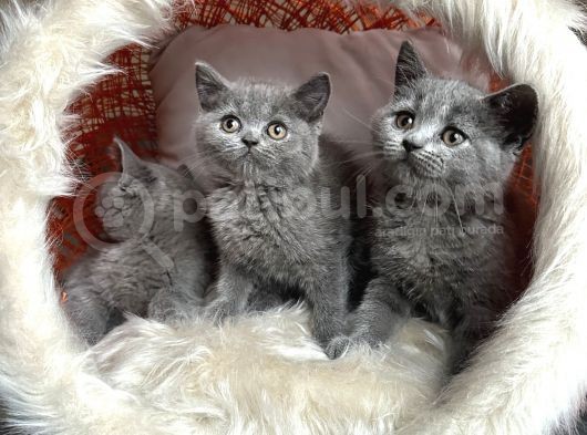 British Shorthair Yavrular görsel