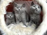 British Shorthair Yavrular