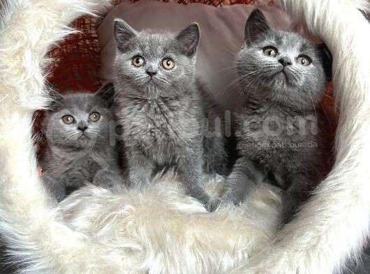British Shorthair Yavrular