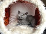 British Shorthair Yavrular