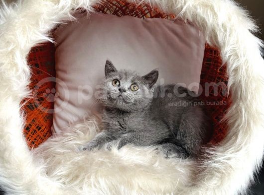 British Shorthair Yavrular görsel