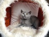 British Shorthair Yavrular