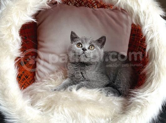 British Shorthair Yavrular görsel