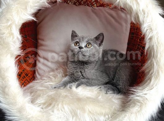 British Shorthair Yavrular görsel