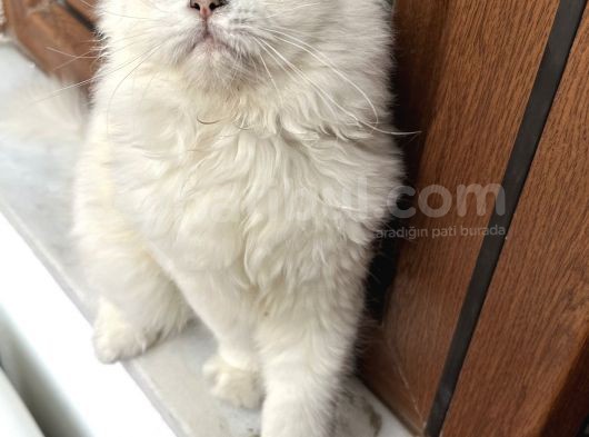 Bri̇ti̇sh Long Hai̇r 5 Aylik Erkek görsel