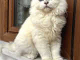 BRİTİSH LONG HAİR 5 AYLIK ERKEK