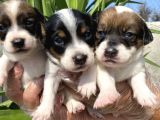 Jack Russell bebekler