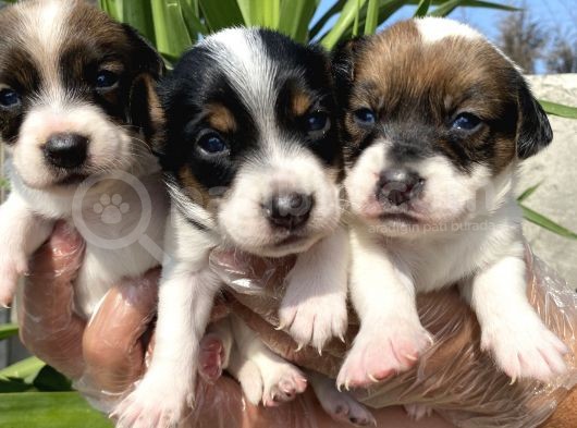 Jack Russell Bebekler