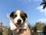 Jack Russell Bebekler