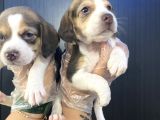 Beagle Yavrularımız