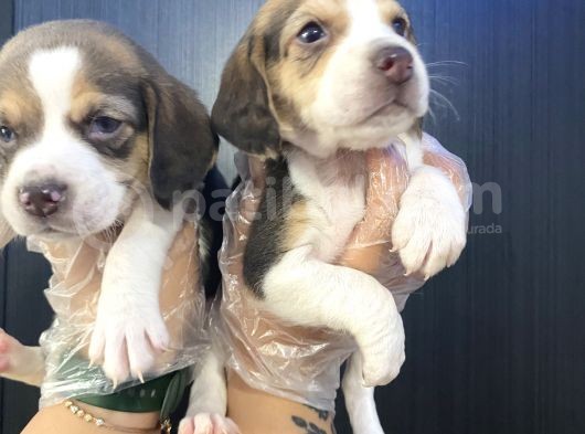 Beagle Yavrularımız görsel