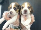 Beagle yavrularımız