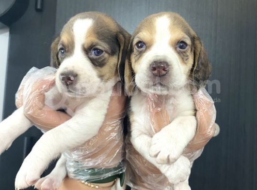 Beagle Yavrularımız