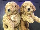 Maltipoo Bebekler