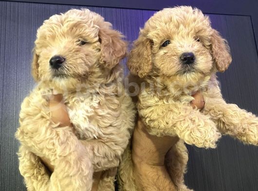 Maltipoo Bebekler görsel