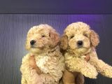 Maltipoo bebekler