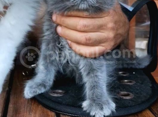 3 Aylık Asil Oğlan görsel