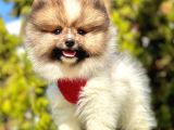 Safkan Pomeranian Boo Yavrularımız