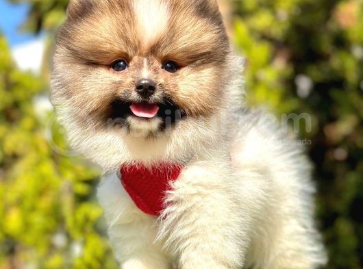 Safkan Pomeranian Boo Yavrularımız görsel