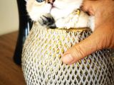british golden ny11