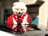 Mini Dişi Prenses Pomerian Yavrumuz