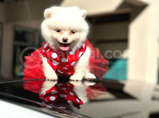 Mini Dişi Prenses Pomerian Yavrumuz görsel