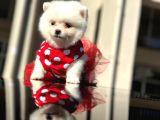 Mini dişi prenses pomerian yavrumuz