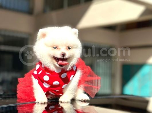 Mini Dişi Prenses Pomerian Yavrumuz görsel