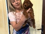 Efsane Red Toy Poodle Yavrularımız