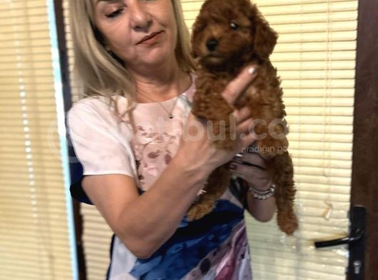 Efsane Red Toy Poodle Yavrularımız görsel