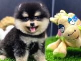 2 Aylık Pomeranian Yavrular
