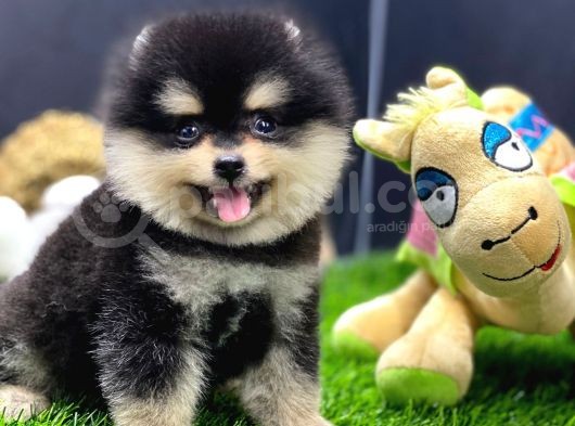 2 Aylık Pomeranian Yavrular görsel