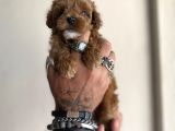 0 Numara Maltipoo Kizimiz