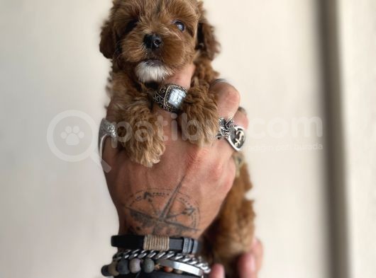 0 Numara Maltipoo Kizimiz görsel
