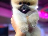 2 Aylık Pomeranian Yavrular