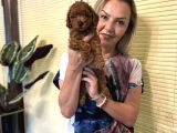 Efsane Red Toy Poodle Yavrularımız