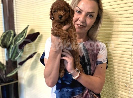 Efsane Red Toy Poodle Yavrularımız