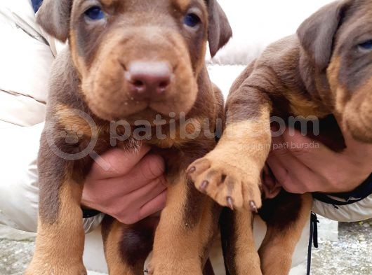 Şampiyon Soydan Doberman Yavrular görsel